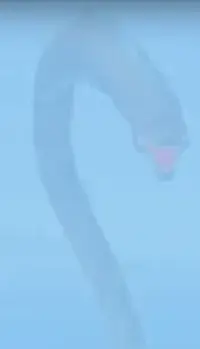 Sea Beasts in Rell Seas